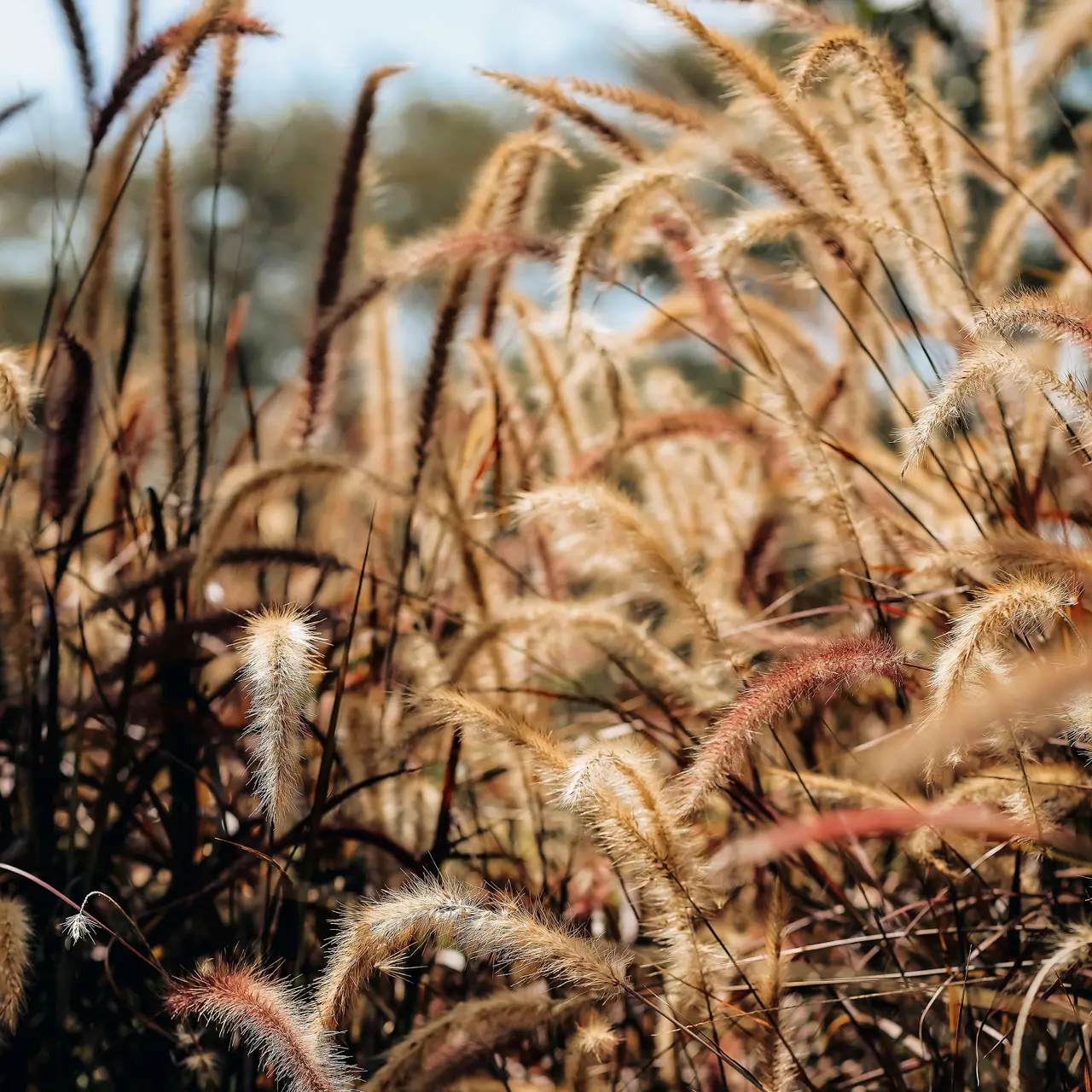 Fountain grass in the garden at SALT of Akagera.