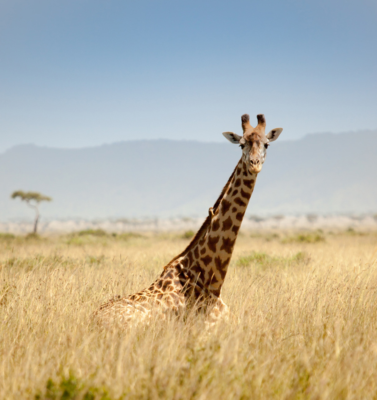 Giraffe in the African savannah.