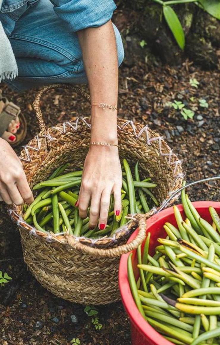 Tout sur la vanille