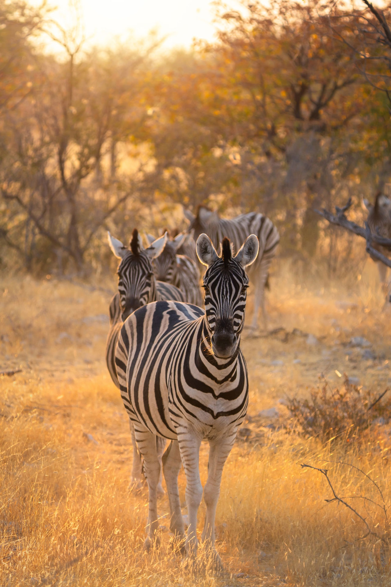 SALT OF AKAGERA ZEBRA