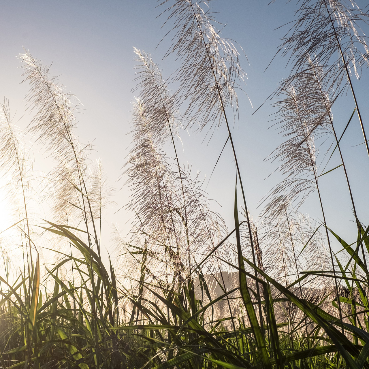 Sunlit sugarcane fields in Mauritius.