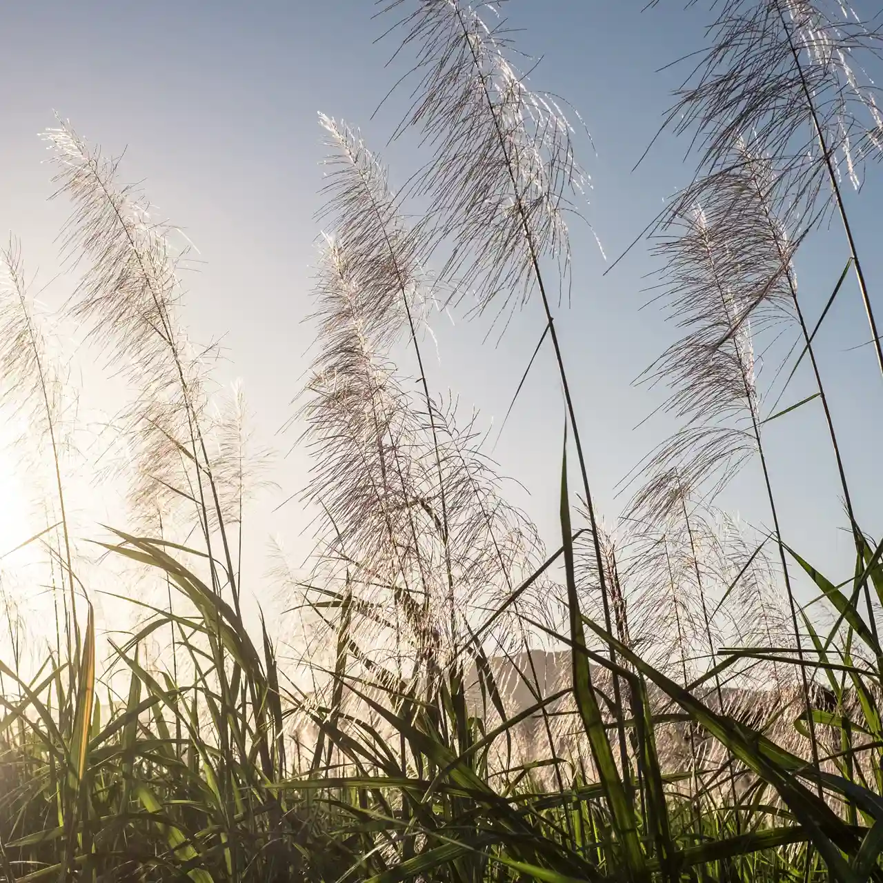 Sunlit sugarcane fields in Mauritius.