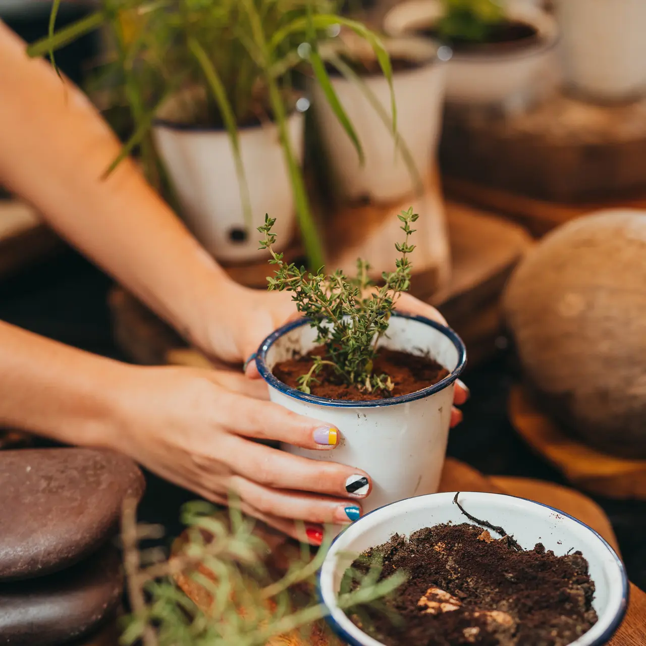 Hands potting fresh herbs during a gardening workshop.
