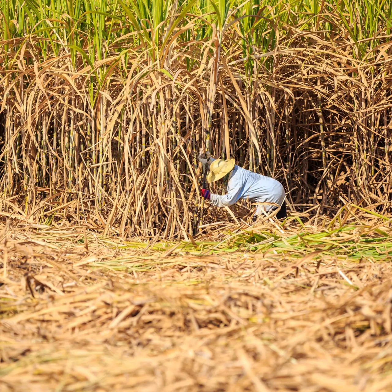 Harvesting sugarcane in the fields.
