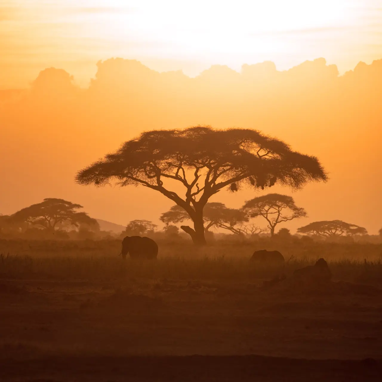 Elephants beneath acacia trees at sunset in Rwanda.